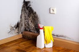 Why You Should Choose Our Mold Remediation Services in Bryn Mawr Skyway, WA